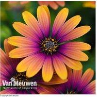 Osteospermum 'Purple Sun' - Award-Winning Flowering Perennial Daisy