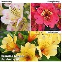 Alstroemeria Valley Flowering Perennials