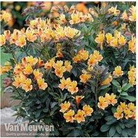 Alstroemeria 'Summer Breeze' Hardy Perennial Flowering Plant - 60cm