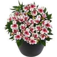 Alstroemeria 'Inticancha Maya Pink Blush'
