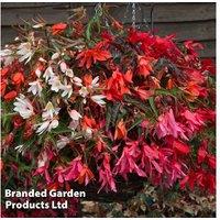 Begonia Starshine Mix Trailing Plants - Flowering Perennial for Baskets & Pots