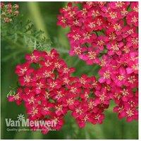 Achillea Cerise Queen - Hardy Perennial Plants