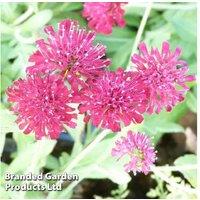 Knautia 'Mars Midget' Perennial Plant Trio