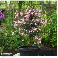 Fuchsia 'Elma' Standard Tree - Flowering Patio Plant, 90cm Hardy
