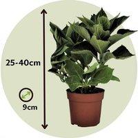 Hydrangea Macrophylla Mix - Colourful Flowering Shrub Set (25-40Cm, 6 Plants)