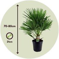 European Fan Palm Tree (Chamaerops Humilis) - Cold-Hardy Xl Palm For Gardens & Patios (70-80Cm)