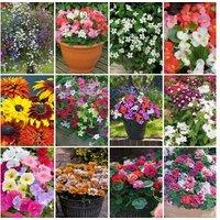 144 Mixed Summer Bedding Plants - Vibrant Display