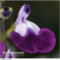 Salvia Amethyst Lips - Hardy Perennial Plant