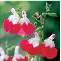 Salvia 'Hot Lips' Perennial - 3 Or 9 Plants