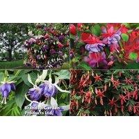 Fuchsia Flowering Plug Plants - Compact, Colourful Summer Bedding