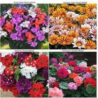 72 Mixed Summer Bedding Plants