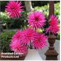 Dahlia 'Electro Pink' Flowering Plants