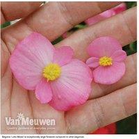 Begonia F1 Lotto Mixed - Giant Double Flowering Bedding Plants, 30-Pack