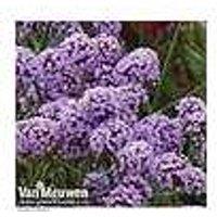 Verbena bonariensis 'Buenos Aires' Tall Flowering Perennial - Pollinator Magnet (1 or 3 Pack)