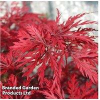 Acer Palmatum 'Emerald Lace' Japanese Maple Shrub - Delicate Foliage, 4m Mature Height