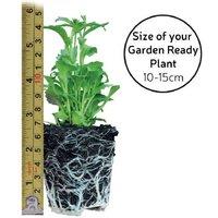 Runner Bean 'Scarlet Empire' - Stringless, High-Yield Climbing Plants, 3m