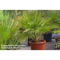 Dwarf Fan Palm Tree (Chamaerops Humilis) - Hardy Evergreen Patio Plant