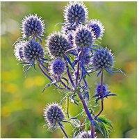 Eryngium Planum Perennial - Up to 6 Steel-Blue Flowering Plants
