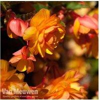 Begonia 'Apricot Shades Improved' Flowering Hanging Baskets - Tuberous, Double Blooms, Pre-Planted