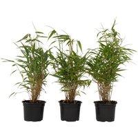 Set of 3 Fargesia Rufa Dragonhead Bamboo!