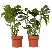 Set of 2 Monstera Deliciosa Indoor Air-Purifying Tropical Climber Plants!