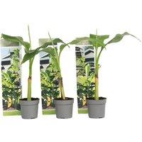 Set Of 3 Musa Basjoo Hardy Banana Plants - Fast-Growing, Cold-Tolerant Perennial
