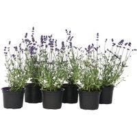 English Lavender Plants - Set of 6 Fragrant Perennial Shrubs, 10-15cm