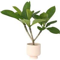 Frangipani (Plumeria Rubra) Flowering Tropical Shrub - 45-55Cm In 17Cm Pot