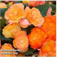 Begonia 'Apricot Shades Improved' - Flowering Trailing Perennial Bedding Plant