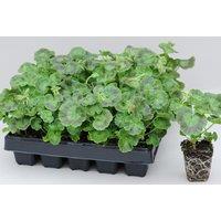 Geranium F1 'Best Red' - Garden Ready Flowering Perennial