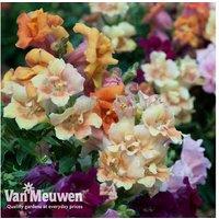 Antirrhinum Mini Butterfly - Compact Flowering Perennial, 23cm