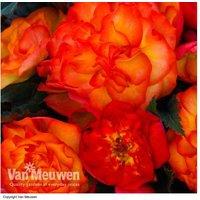 Garden Ready Begonia 'Nonstop Fire' - Flowering Bedding Plant, Compact, Trailing