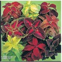 Coleus 'Wizard Mix' - Vibrant Shade-Loving Annual Bedding Plant