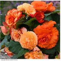 Begonia Majestic Apricot Trailing Flowering Bedding Plants - Garden Ready, Long-Lasting Blooms