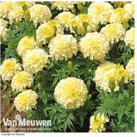 French Marigold 'French Vanilla' - Flowering Annual, 45cm, Garden Ready