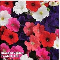 Petunia 'Express Mixed' - Flowering Annual Bedding Plants, Garden Ready