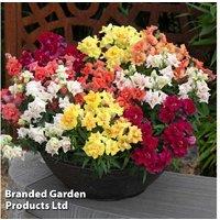 Antirrhinum Sweet Duet - Garden-Ready Flowering Perennial, 40cm