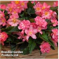 Begonia Nonstop Petticoat - Compact Flowering Patio Plant with Edible Blooms