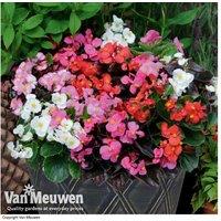 Garden Ready Begonia 'Organdy Mixed' - Flowering Bedding Plants, 25cm Mature Height