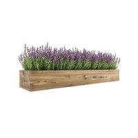 Lavender 'Phenomenal' Hybrid Flowering Shrub - 3 Options