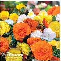 Begonia Nonstop Citrus Mix - Summer Flowering Bedding Plant, Garden Ready