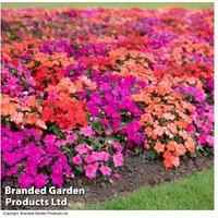 Busy Lizzie 'Beacon' Flowering Annuals - Garden Ready, Mildew Resistant