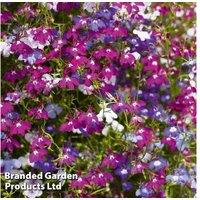 Trailing Lobelia 'Ultra Cascade' - Garden Ready Flowering Annuals