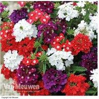 Verbena Quartz Mixed Bedding Plants - Flowering Annual, 25cm, Garden Ready