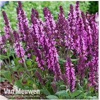 Garden Ready Salvia nemorosa 'New Dimensions' - Hardy Flowering Perennial, Pollinator Magnet, 30cm Compact Plant