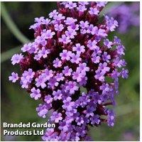 Verbena bonariensis Perennial - Tall Pollinator-Friendly Flower, 120cm