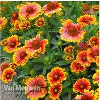 Gaillardia 'Arizona Sun' Hardy Perennial - Drought-Tolerant Flowering Plant, 30cm Height