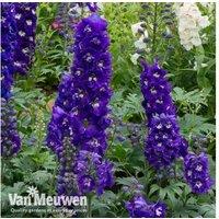 Delphinium 'Dark Blue & White Bee' Hardy Perennial - 90cm Tall Garden Plant