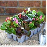 Summer Bedding Plant Collection - Garden-Ready Flowering Annuals (Up to 60 Plants)