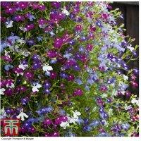 60 Garden Ready Flowering Basket Plants - Mixed Varieties for Instant Colour